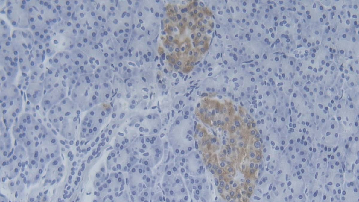 Immunohistochemistry-Paraffin: NMES1 Antibody [NBP3-41991] - DAB staining on IHC-P; Samples: Human Pancreas Tissue; Primary Ab: 20ug/ml NBP3-41991; Second Ab: 2ug/mL HRP-Linked Caprine Anti-Rabbit IgG Polyclonal Antibody