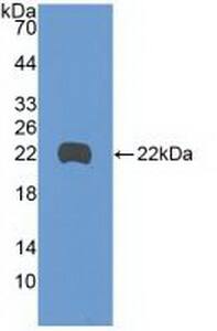 Western Blot: MYD118 Antibody [NBP3-41992] - Sample: Recombinant MYD118, Human.