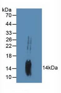 Western Blot: MYD118 Antibody [NBP3-41992] - Sample: Mouse Brain Tissue.