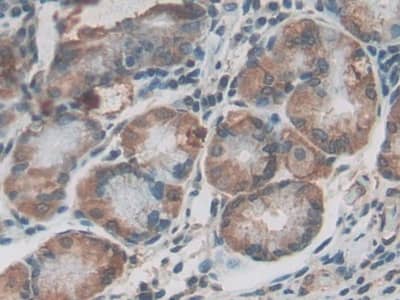 Immunohistochemistry-Paraffin: MYD118 Antibody [NBP3-41992] - DAB staining on IHC-P; Samples: Human Stomach Tissue; Primary Ab: 20ug/ml NBP3-41992