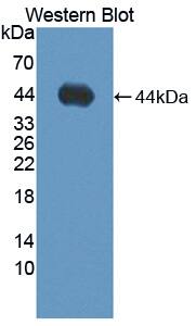 Western Blot ADAMTS19 Antibody - BSA Free