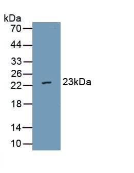 Western Blot: VWA5B2 Antibody [NBP3-41995] - Sample: Recombinant vWA5B2, Human.