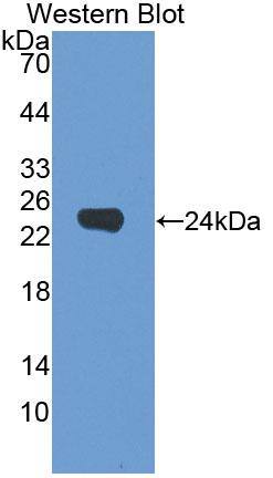 Western Blot Dermokine beta Antibody - BSA Free