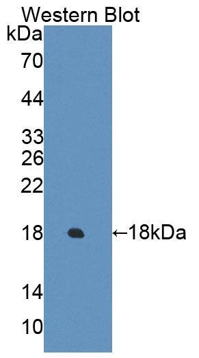Western Blot: ECRG4 Antibody [NBP3-42009] - Sample: Recombinant ECRG4, Human.