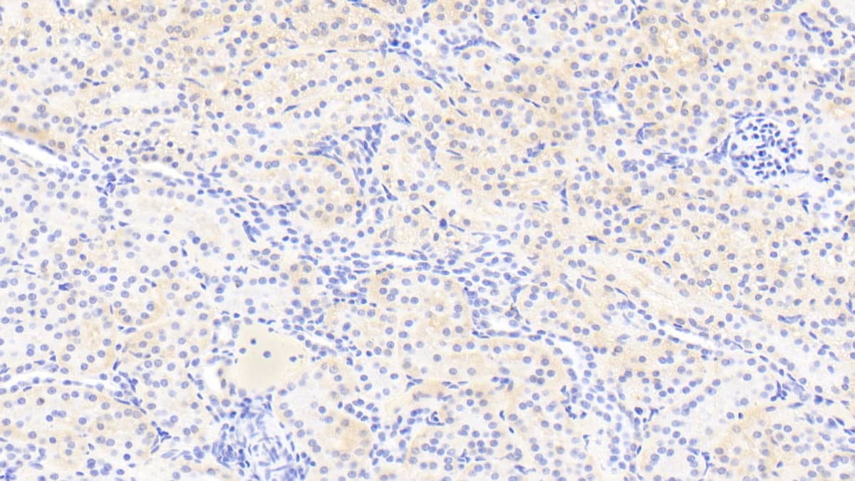 Immunohistochemistry-Paraffin RGC32 Antibody - BSA Free
