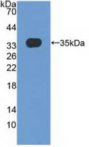 Western Blot MXRA5 Antibody