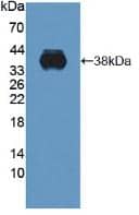 Western Blot: CTRP9/C1qTNF9 Antibody [NBP3-42018] - Sample: Recombinant CTRP9/C1qTNF9, Human.