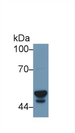 Western Blot Cytochrome P450 3A7 Antibody - BSA Free