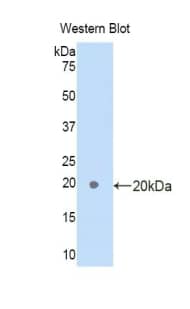 Western Blot Adipolin/FAM132A Antibody - BSA Free