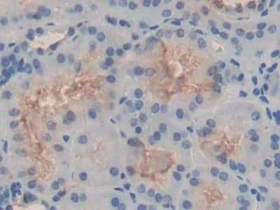 Immunohistochemistry-Paraffin Adipolin/FAM132A Antibody - BSA Free