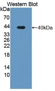 Western Blot: MX2 Antibody [NBP3-42029] - Sample: Recombinant protein.