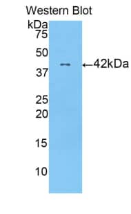 Western Blot HIST1H2AC Antibody - BSA Free
