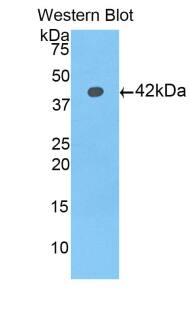 Western Blot: HIST1H2AD Antibody [NBP3-42041] - Sample: Recombinant protein.