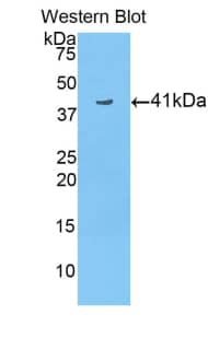 Western Blot: Histone 3 H2a Antibody [NBP3-42043] - Sample: Recombinant Histone 3 H2a, Human.