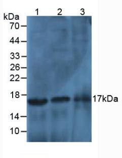 Western Blot: Histone 3 H2a Antibody [NBP3-42043] - Sample: Lane1: Human Liver Tissue; Lane2: Human Lung Tissue; Lane3: Human Cartilage Tissue.