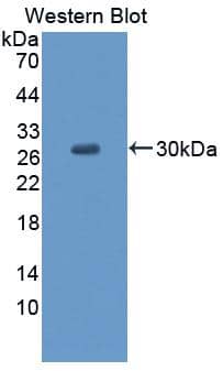 Western Blot CCDC3 Antibody - BSA Free