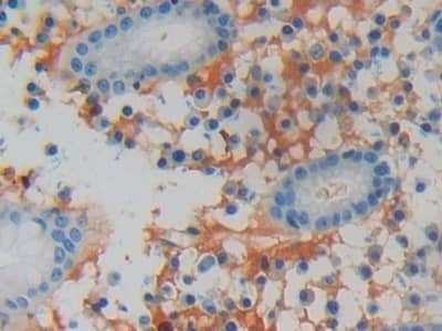 Immunohistochemistry-Paraffin: LCN15 Antibody [NBP3-42047] - DAB staining on IHC-P; Samples: Human Stomach Tissue; Primary Ab: 10ug/ml NBP3-42047; Second Ab: 2ug/mL HRP-Linked Caprine Anti-Rabbit IgG Polyclonal Antibody