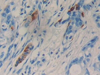 Immunohistochemistry-Paraffin: LCN15 Antibody [NBP3-42047] - DAB staining on fromalin fixed paraffin-embedded stomach tissue
