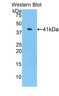 Western Blot: HIST1H2AH Antibody [NBP3-42048] - Sample: Recombinant protein.
