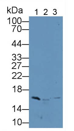 Western Blot H2AFJ Antibody - BSA Free