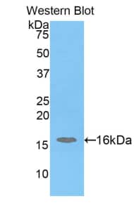 Western Blot H2AFJ Antibody - BSA Free
