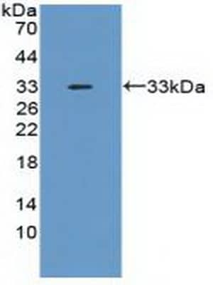 Western Blot: TSG-6 Antibody [NBP3-42052] - Sample: Recombinant TSG-6, Mouse.