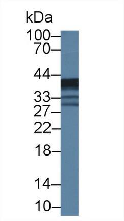 Western Blot EPHX4 Antibody - BSA Free