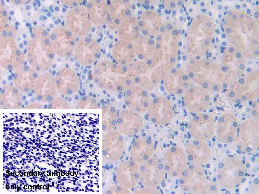 Immunohistochemistry-Paraffin: UCH-L4 Antibody [NBP3-42058] - DAB staining on IHC-P; Samples: Mouse Kidney Tissue; Primary Ab: 10ug/ml NBP3-42058; Second Ab: 2ug/mL HRP-Linked Caprine Anti-Rabbit IgG Polyclonal Antibody