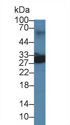 Western Blot: UCH-L4 Antibody [NBP3-42058] - Sample: Mouse Lung lysate; Primary Ab: 3ug/ml NBP3-42058; Second Ab: 0.2ug/mL HRP-Linked Caprine Anti-Rabbit IgG Polyclonal Antibody