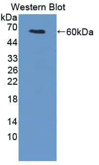 Western Blot UMODL1 Antibody