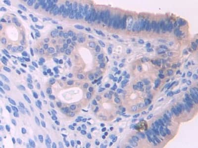 Immunohistochemistry-Paraffin UMODL1 Antibody