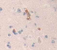 Immunohistochemistry-Paraffin: Contactin-6 Antibody [NBP3-42066] - Used in DAB staining on fromalin fixed paraffin- embedded Kidney tissue