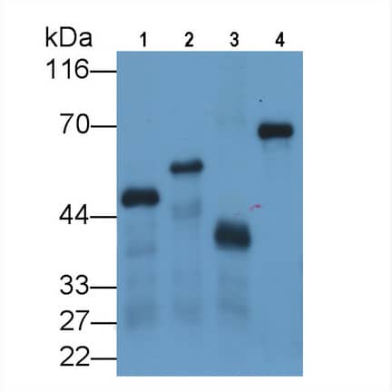 Western Blot: Glutathione S-Transferase/GST Antibody (C11) [NBP3-42071] - Four different Recombinant proteins with Glutathione S-Transferase/GST Tag (Lane 1-4); Primary Ab: 0.5ug/ml NBP3-42071; Second Ab: 0.2ug/mL HRP-conjugated Goat Anti-Mouse IgG Polyclonal Antibody