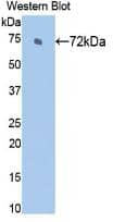 Western Blot: HSPA2 Antibody (3-1#) [NBP3-42073] - Western Blot; Sample: Recombinant HSPA2, Rat.