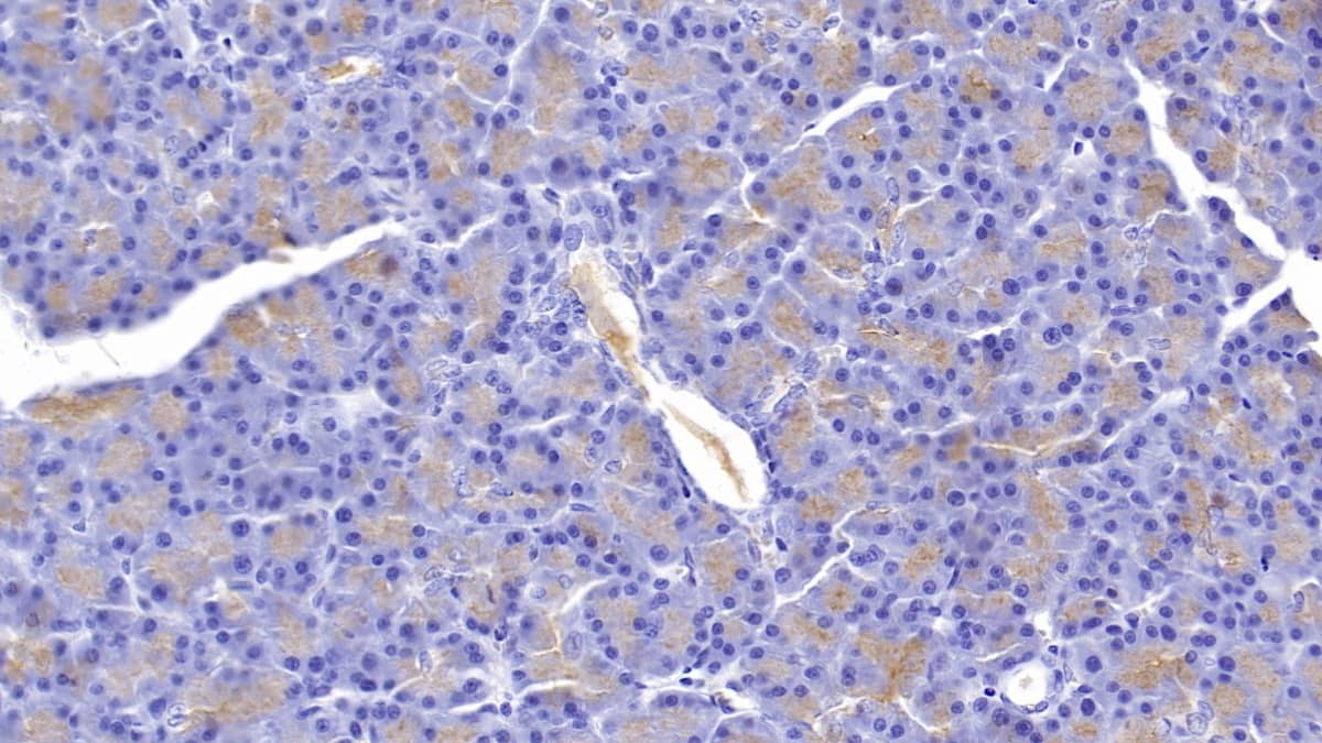 Immunohistochemistry-Paraffin: GP2 Antibody (C5) [NBP3-42075] - DAB staining on IHC-P; Samples: Rat Pancreas Tissue; Primary Ab: 40ug/ml NBP3-42075; Second Ab: 2ug/mL HRP-Linked Caprine Anti-Mouse IgG Polyclonal Antibody