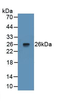 Western Blot: Pentraxin 3/TSG-14 Antibody (C3) [NBP3-42077] - Recombinant Rat Pentraxin 3/TSG-14