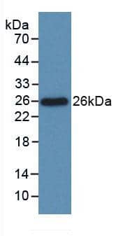 Western Blot: Bcl-xL Antibody (C4) [NBP3-42083] - Sample: Recombinant Bcl-xL, Rat.