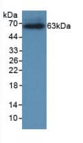 Western Blot: CRHBP Antibody (C11) [NBP3-42086] - Western Blot Sample: Recombinant CRHBP, Rat.