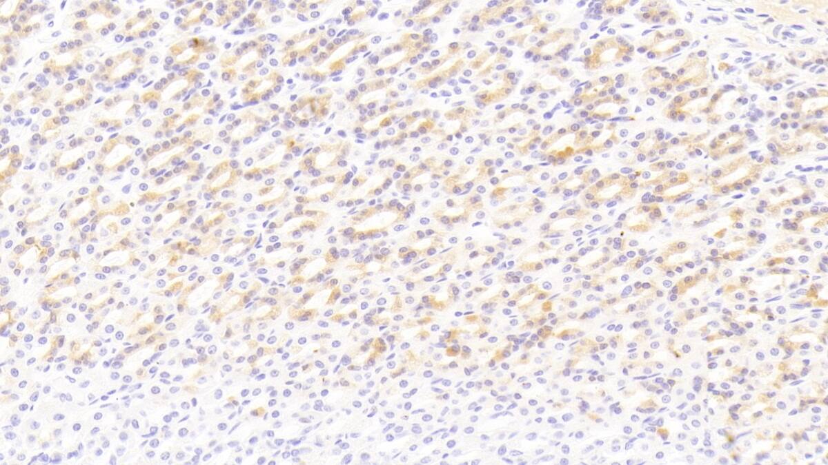 Immunohistochemistry-Paraffin: BMP-3 Antibody (C6) [NBP3-42087] - DAB staining on IHC-P; Sample: Rat Stomach Tissue; Primary Ab: 30ug/ml NBP3-42087; Second Ab: 2ug/mL HRP-Linked Caprine Anti-Mouse IgG Polyclonal Antibody