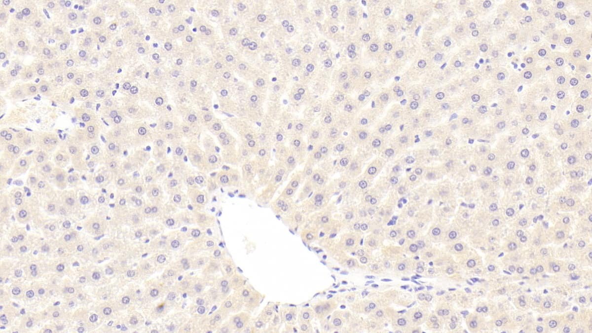 Immunohistochemistry-Paraffin: BMP-3 Antibody (C9) [NBP3-42088] - DAB staining on IHC-P; Sample: Rat Liver Tissue; Primary Ab: 30ug/ml NBP3-42088; Second Ab: 2ug/mL HRP-Linked Caprine Anti-Mouse IgG Polyclonal Antibody