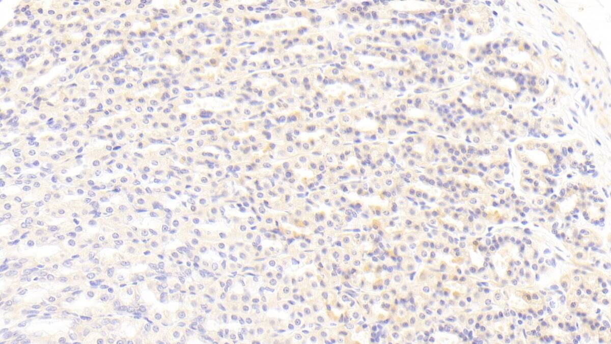 Immunohistochemistry-Paraffin: BMP-3 Antibody (C9) [NBP3-42088] - DAB staining on IHC-P; Sample: Rat Stomach Tissue; Primary Ab: 30ug/ml NBP3-42088; Second Ab: 2ug/mL HRP-Linked Caprine Anti-Mouse IgG Polyclonal Antibody