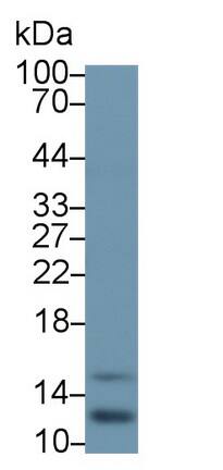 Western Blot: RBX1 Antibody (C1) [NBP3-42092] - Sample: Rat Liver lysate Primary Ab: 2ug/ml NBP3-42092; Second Ab: 0.2ug/mL HRP-Linked Caprine Anti-Mouse IgG Polyclonal Antibody