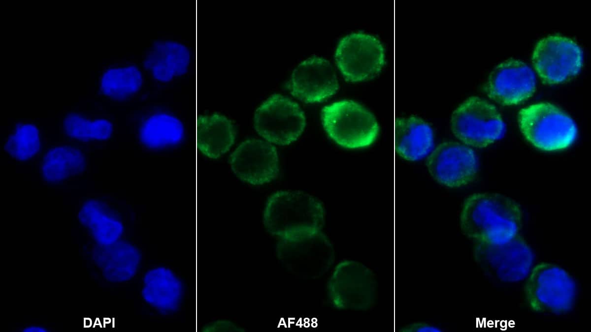 Immunocytochemistry/ Immunofluorescence: Hemoglobin epsilon Antibody (D4) [NBP3-42094] - Sample: K562 cell; Primary Ab: NBP3-42094; Second Ab: 2ug/ml Alexa Fluor 488-conjugated Goat Anti-Mouse IgG Polyclonal Antibody