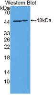 Western Blot: IL-24 Antibody (C1) [NBP3-42098] - Sample: Recombinant IL-24, Rat.