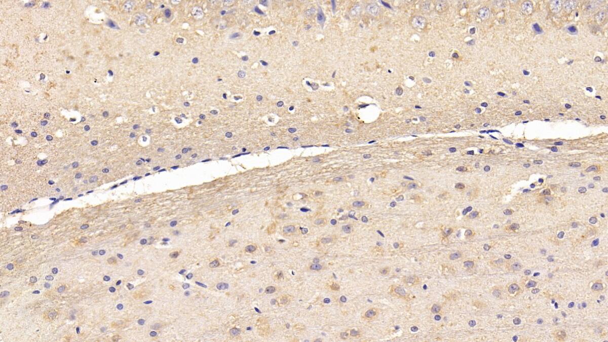 Immunohistochemistry-Paraffin: HspBP1 Antibody (C3) [NBP3-42102] - DAB staining on IHC-P; Sample: Rat Cerebrum Tissue; Primary Ab: 30ug/ml NBP3-42102; Second Ab: 2ug/mL HRP-Linked Caprine Anti-Mouse IgG Polyclonal Antibody