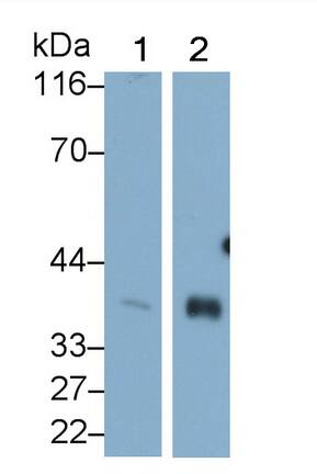 Western Blot: HspBP1 Antibody (C6) [NBP3-42103] - Sample: Lane1: Rat Cerebrum lysate; Lane2: Rat Testis lysate Primary Ab: 0.4ug/ml NBP3-42103; Second Ab: 0.2ug/mL HRP-Linked Caprine Anti-Mouse IgG Polyclonal Antibody