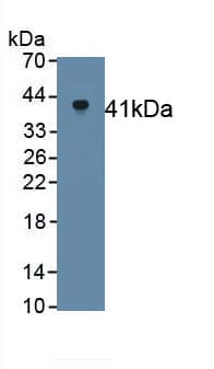 Western Blot: Klotho Antibody (D1) [NBP3-42104] - Recombinant Rat Klotho