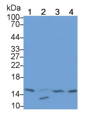 Western Blot: RBX1 Antibody (C5) [NBP3-42105] - Sample: Lane1: Rat Thyroid lysate; Lane2: Porcine Liver lysate; Lane3: Porcine Skin lysate; Lane4: A549 cell lysate Primary Ab: 2ug/ml NBP3-42105; Second Ab: 0.2ug/mL HRP-Linked Caprine Anti-Mouse IgG Polyclonal Antibody