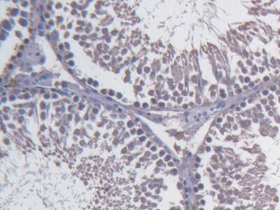 Immunohistochemistry-Paraffin: Fibulin 1 Antibody (C2) [NBP3-42106] - DAB staining on IHC-P; Samples: Rat Testis Tissue; Primary Ab: 20ug/ml NBP3-42106