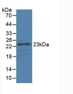 Western Blot: Fibulin 1 Antibody (C2) [NBP3-42106] - Sample: Recombinant Fibulin 1, Rat.